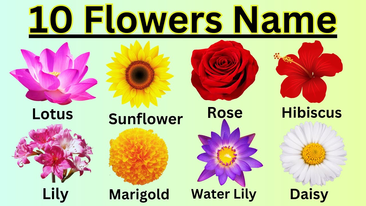 Let's Learn 10 Flowers Name | The Name of Flowers in English - YouTube