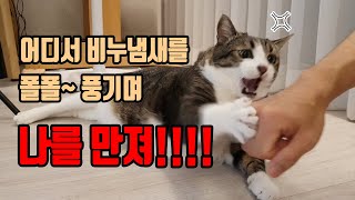 아셨나요? 고양이는 '잘 안씻는 사람'을 더 좋아한다는 사실! by 제이와나 JAYWANA 125,509 views 2 years ago 7 minutes, 47 seconds