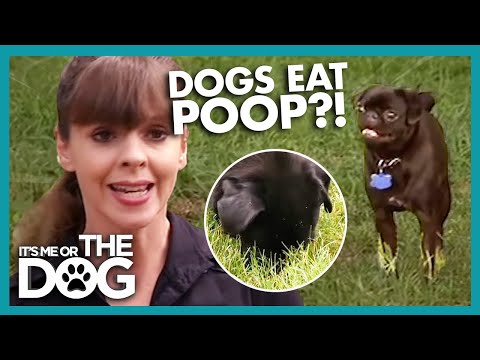 Why Do Dogs Eat Poop? | It&#039;s Me or the Dog