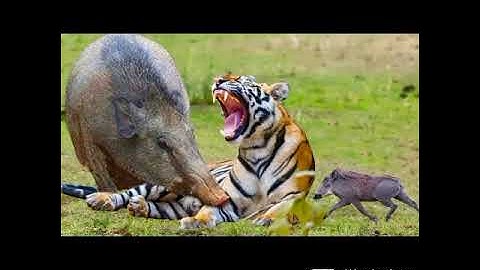 WARTHOG KILLS TIGER@DR SkSINGH CHANNEL JAI SHREERAM