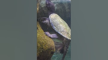 Common Snapping Turtle #shorts