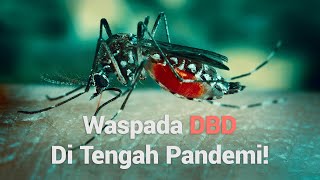 Waspada Wabah DBD Di Tengah Pandemi!