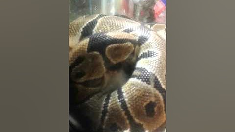 Ball python eating a large rat