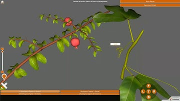 Homologous and analogous organs