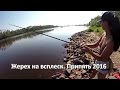 Жерех на всплеск Припять Pripyat' river. GoPro
