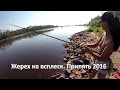 Жерех на всплеск. р. Припять 2016 Asp fishing Gadis memancing एस्प मछली पकड़ने cô gái câu cá