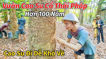Về thăm đồn điền Cao su Michelin thời Pháp thuộc hơn 100 năm độc đáo nhất Bình Dương ít ai biết đến