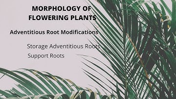 Adventitious Root Modifications: with NCERT examples CH-5