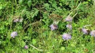 Marbled White Butterflies