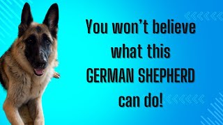 German Shepherd with special skill
