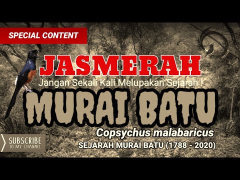 Video: Semua yang Perlu Anda Ketahui Tentang Merawat Chinchillas