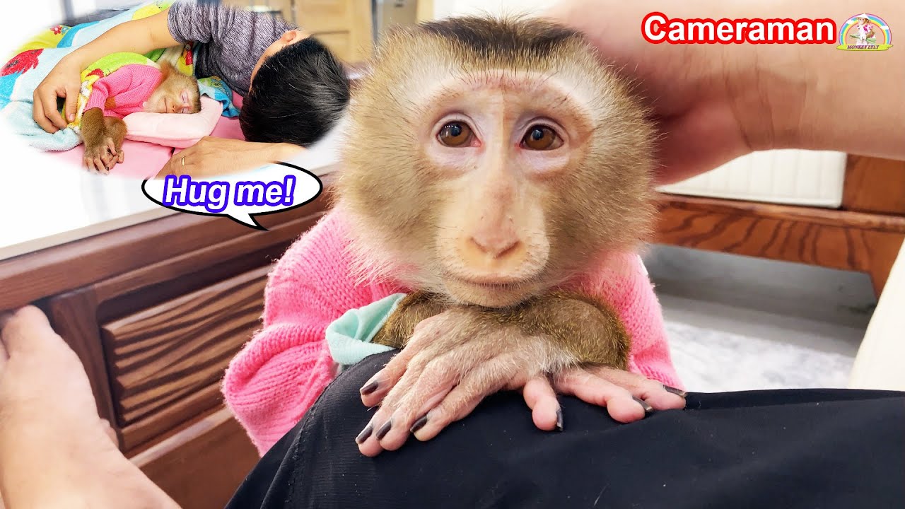 Lyly the monkey always had a special and unwavering affection for the cameraman.