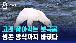 기후 변화가 만든 '혼란'…생존 방식까지 싹 바뀌었다 / SBS 8뉴스