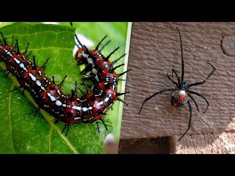 Video: Cosas que muerden y pican: cuidado con los insectos del verano