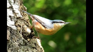 1497. Brhlík lesní, Eurasian Nuthatch, Kleiber, Boomklever, Обыкновенный поползень,Kowalik zwyczajny