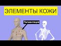 Морфологические элементы кожи | Как выглядят? | Medanatfarm