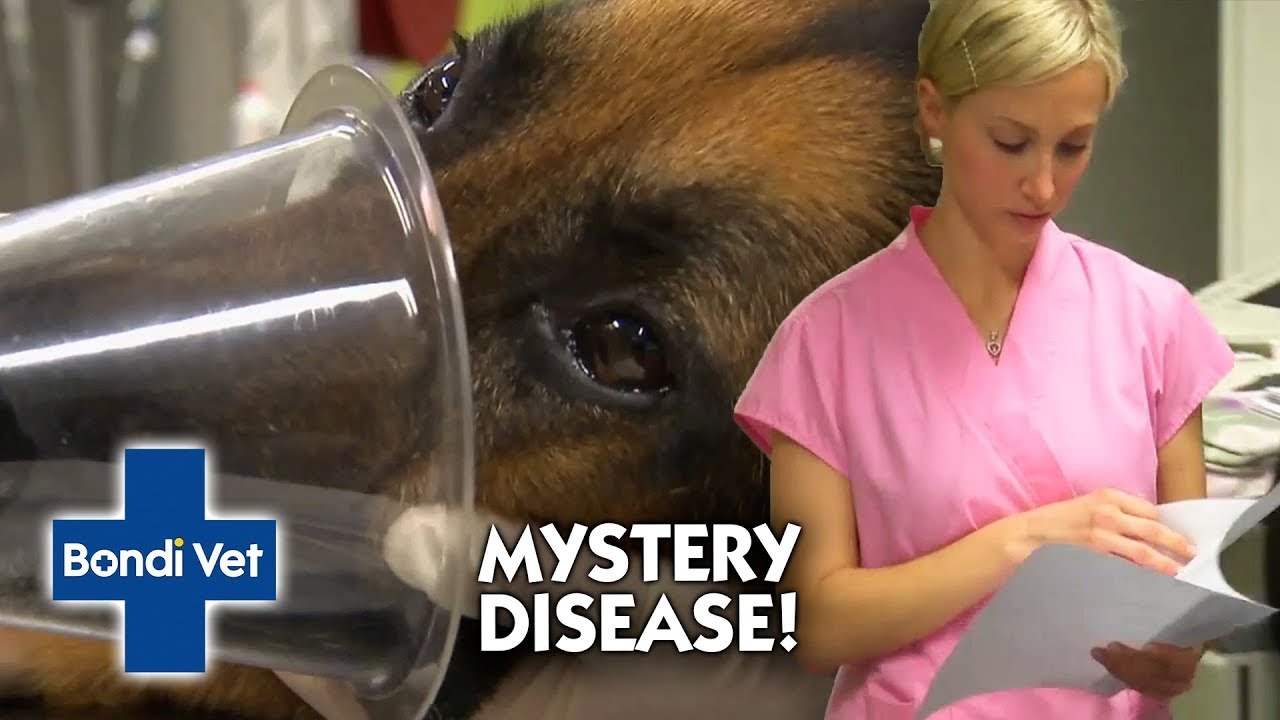 Race Against Time to Save Dog with MYSTERY Disease Bondi Vet YouTube