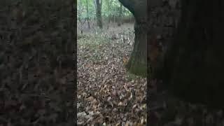 напишите мне, можно ли кушать такие грибы, зонтики белые.