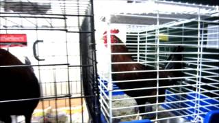 Chickens Needing Immediate Homes, At The Animal Protection League, Anderson, In