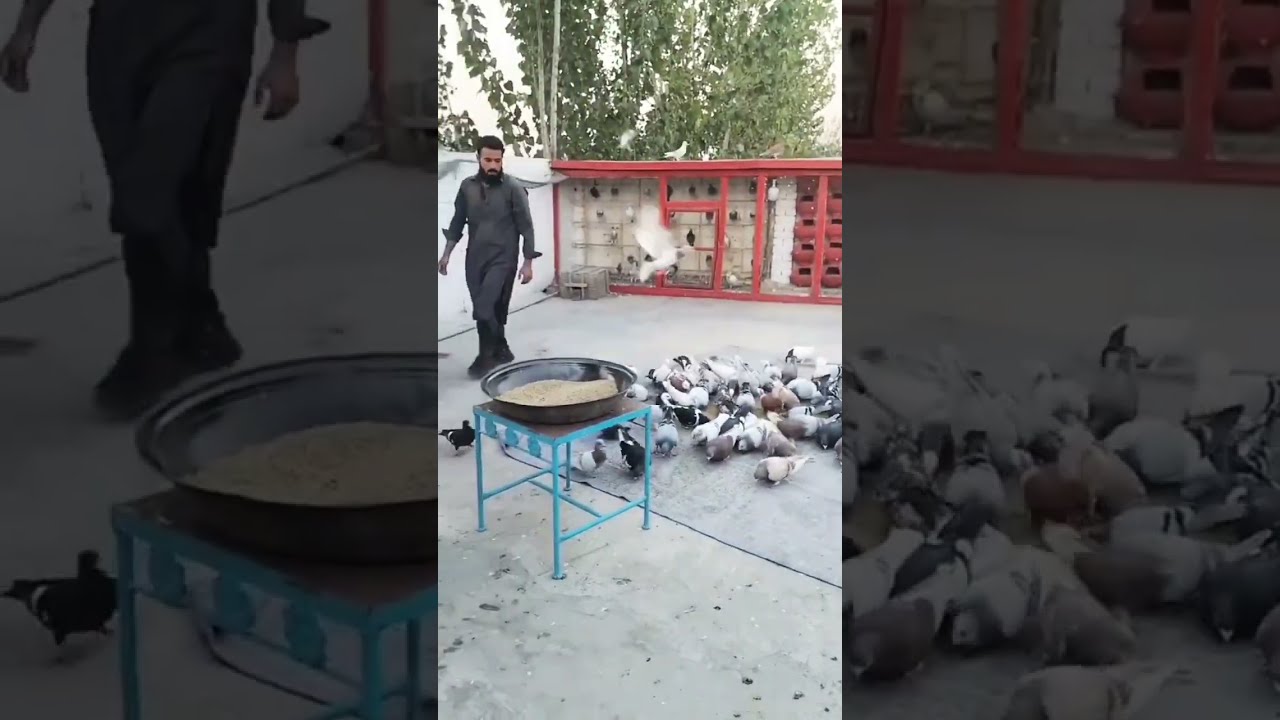 Hand Trick Pigeon Trap Kabutar Ki Vedio Shorts Viral