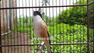 Pentet gacor memancing emosi lawan