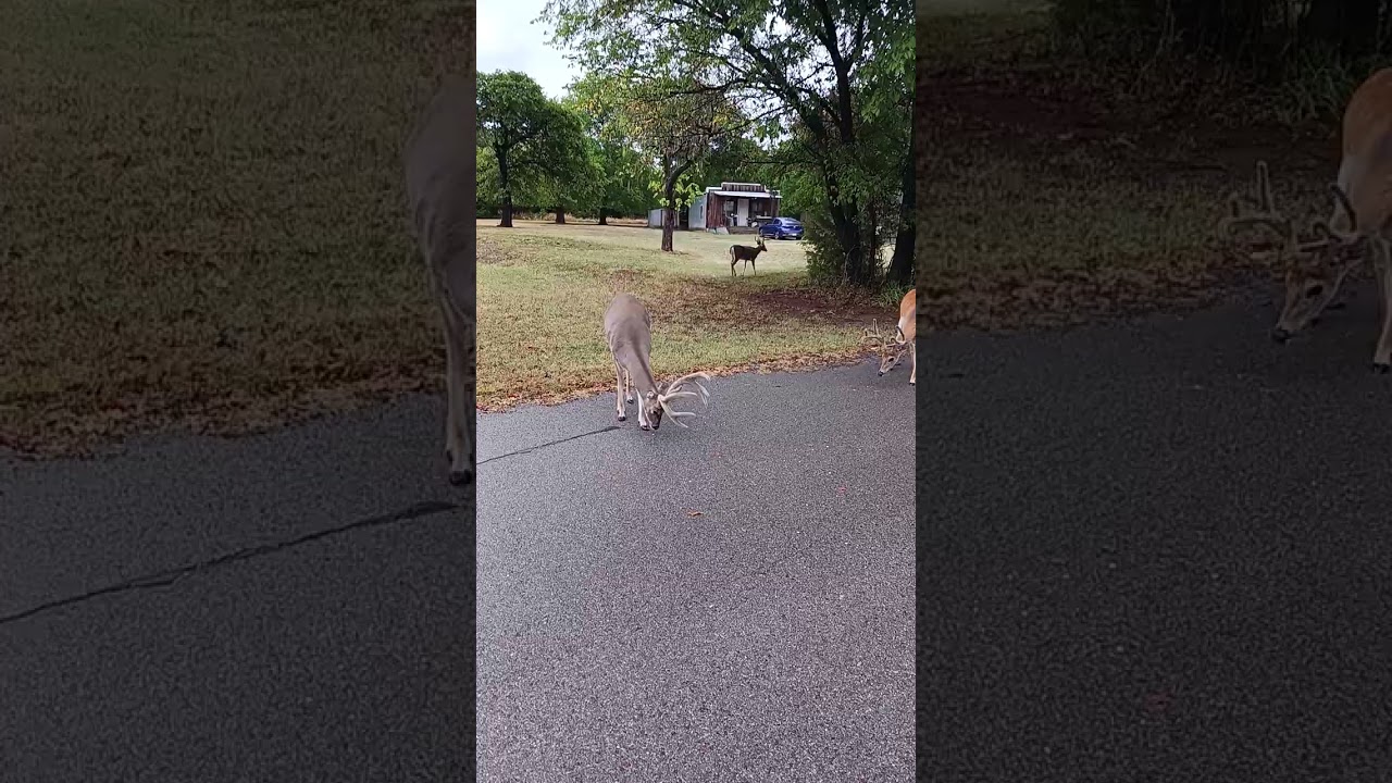 A couple decent bucks at Lake Humphreys