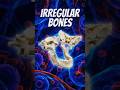 Irregular Bones | Structure, Function &amp; Examples.
