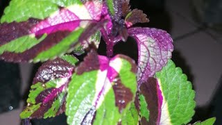 Bunga Ati2 Pelbagai Jenis