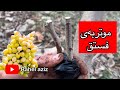 موتربەی فستەق تطعيم فستق Pistachio Grafting Rahelaziz Youtube Pistachio Agriculture Grafting 