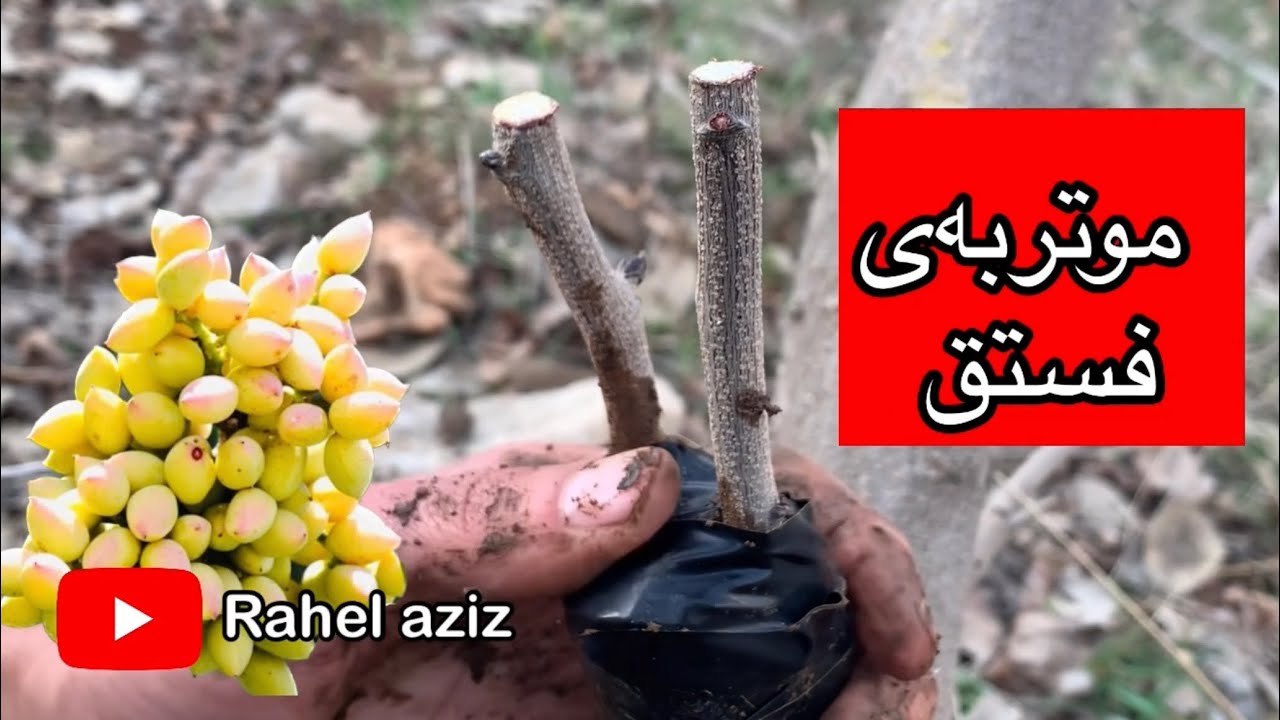 موتربەی فستەق ، تطعيم فستق ،pistachio grafting #rahelaziz #youtube #pistachio #agriculture #grafting