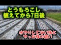 とうもろこし植えてから水やったほうがいい?水やりした株としてない株の違い。ほっと一息ポイント