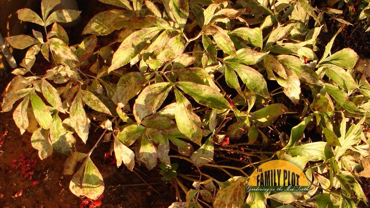 Black Spots On Peony Leaves