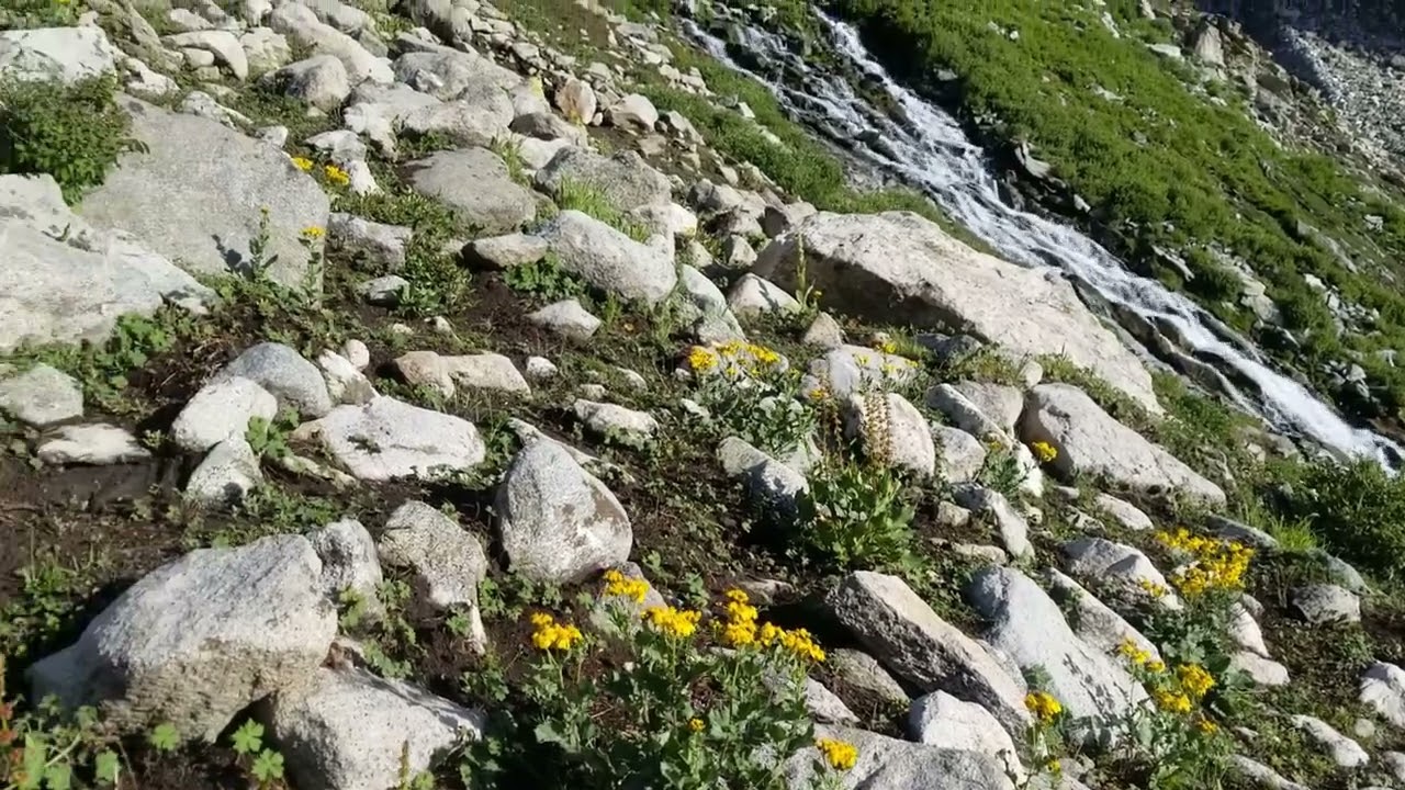Flower of swat