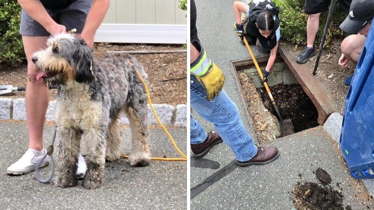 Hubbell the dog rescued by firefighters from storm drain in New Jersey