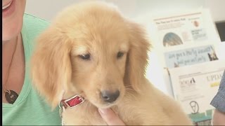Record-setting summer animal surrenders at Aiken County Animal Shelter