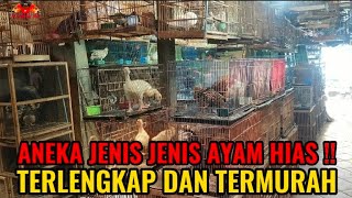 TEMPAT AYAM HIAS TERMURAH ! UPDATE HARGA AYAM HIAS TERBARU DI PASAR BURUNG PRAMUKA