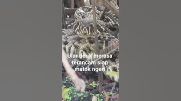 Ular derik merasa terancam sudah siap matok ngeri