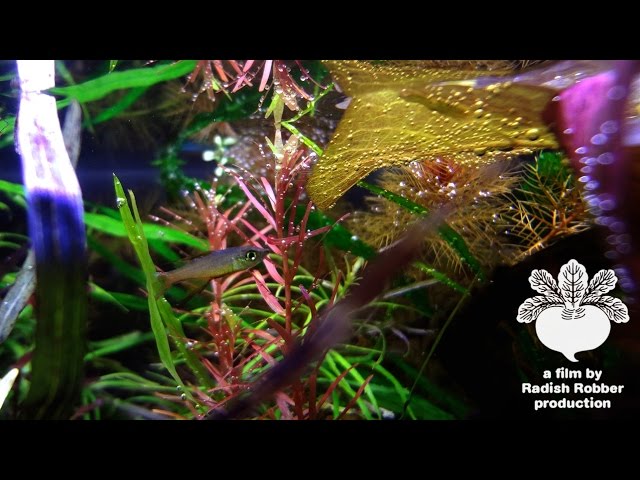 ｱｸｱﾘｳﾑ【水槽の新しいなかま 】ﾆｭーｷﾞﾆｱﾚｲﾝﾎﾞー - YouTube