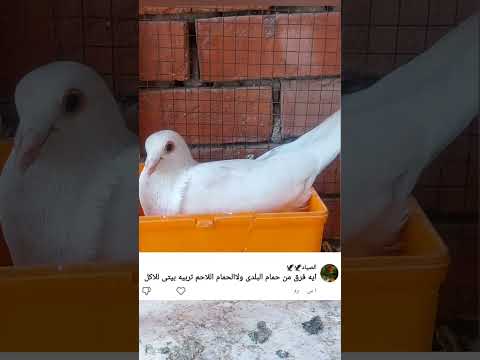 الفرق بين الحمام البلدي والحمام اللاحم تربيه الحمام البلدي تربيه الحمام اللاحم