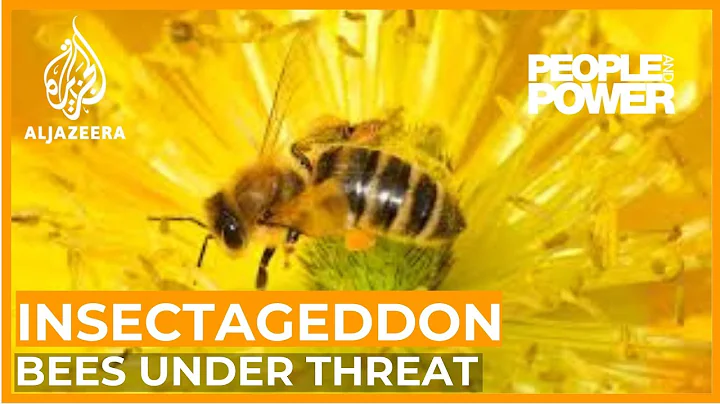 Insectageddon | People & Power