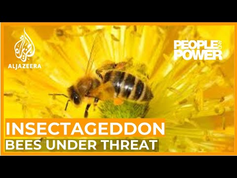 Insectageddon | People & Power