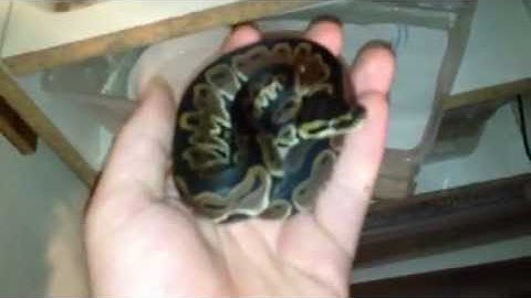Baby het red axanthic ball python