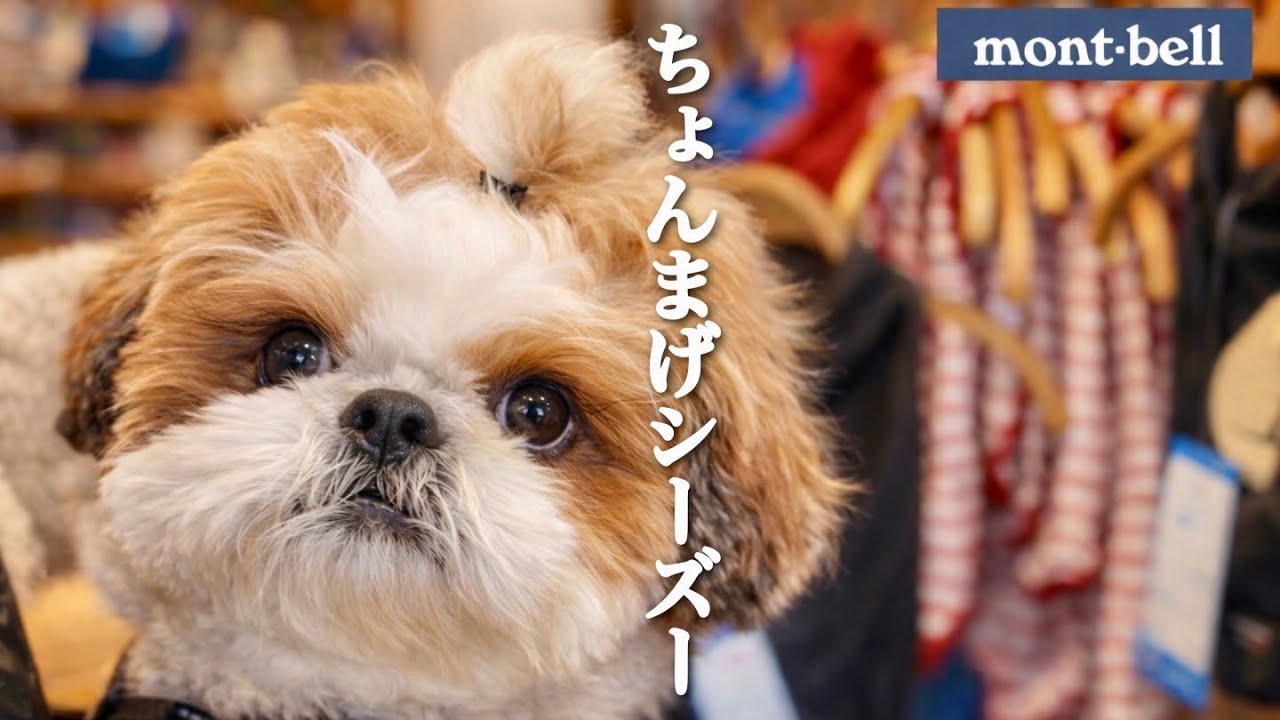 ちょんまげシーズーとモンベルへ買物♪