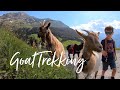 Goat Trekking