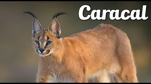 Watch the video about #Caracal #ExoticAnimal #WildAnmal Small wild cat in Savannah | Caracal | Exotic Animal