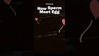 How Sperm Meet Egg - Shukranu Ande Se Kaise Milta Hai