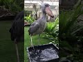 【掛川花鳥園公式】ハシビロコウ「ふたば」のニジマス一気飲み！