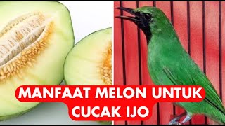 Kasih Buah Ini Burung Cucak Ijo Gacor Dan Tidak Pernah Kalah | manfaat melon untuk cucak ijo
