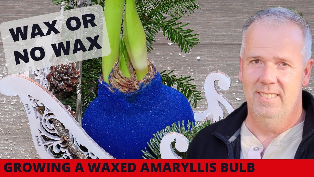 Луковицы амариллиса, обработанные воском, 2024 г.