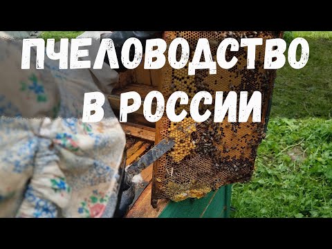 Видео: Деревенский пчеловод. Снятие маточника.